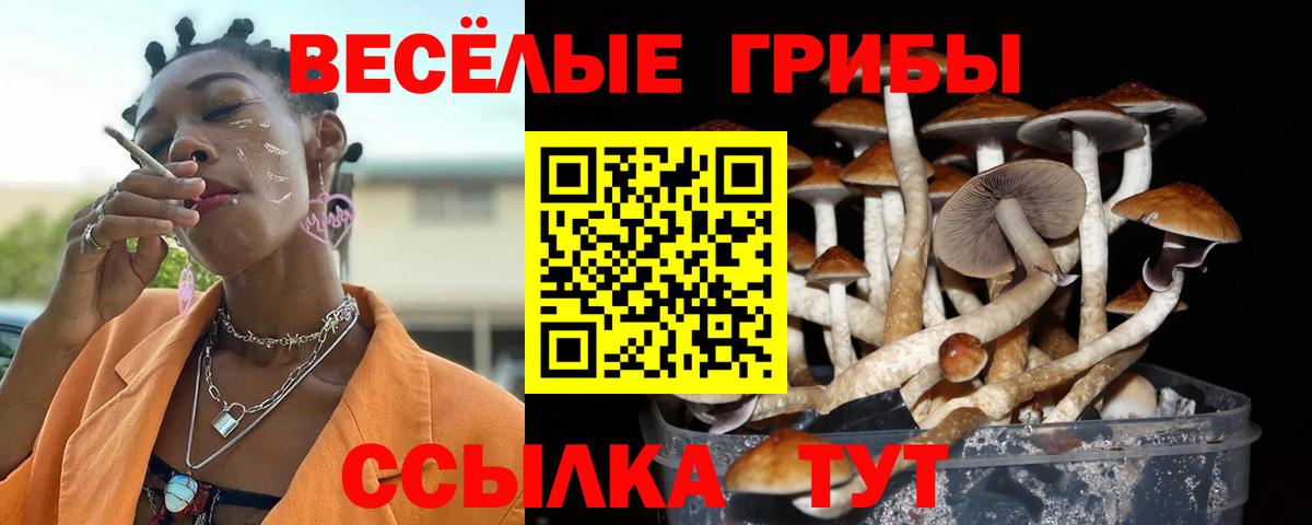 Пугачёв  Галлюциногенные грибы Psilocybe  Вход с VPN 